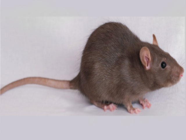 近交系大小鼠—大鼠Brown Nor way Rats(BN)