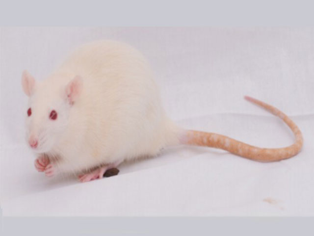 封閉群大小鼠—大鼠Wistar Rast